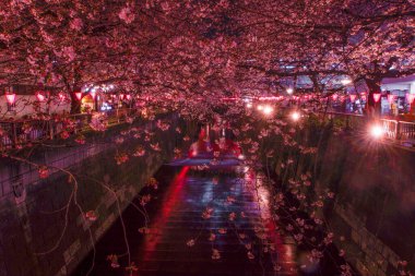 Meguro Nehri Gecesi Sakura (Nakameguro). Çekim yeri: Tokyo Meguro-ku