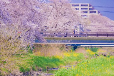 Nogawa kiraz çiçekleri (Chofu Şehri). Çekim yeri: Tokyo Chofu Şehri