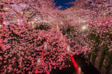 Meguro Nehri Gecesi Sakura (Nakameguro). Çekim yeri: Tokyo Meguro-ku