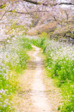 Tama Nehri nehir yatağı kiraz ağaçları. Çekim yeri: Setagaya-ku, Tokyo