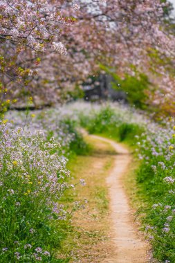 Tama Nehri nehir yatağı kiraz ağaçları. Çekim yeri: Setagaya-ku, Tokyo