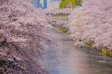 Meguro Nehri 'nde kiraz çiçekleri açar. Çekim yeri: Tokyo Meguro-ku