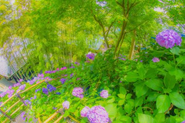 Ajisai ve Japon evi. Çekim yeri: Kamakura Şehri, Kanagawa Bölgesi