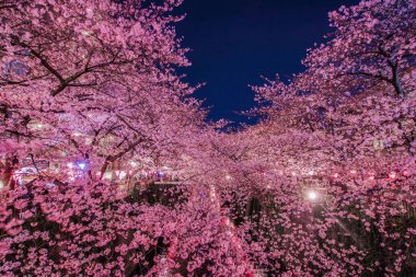 Meguro Nehri Gecesi Sakura (Nakameguro). Çekim yeri: Tokyo Meguro-ku