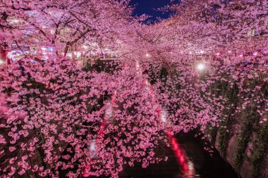 Meguro Nehri Gecesi Sakura (Nakameguro). Çekim yeri: Tokyo Meguro-ku