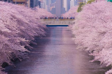 Meguro Nehri 'nde kiraz çiçekleri açar. Çekim yeri: Tokyo Meguro-ku