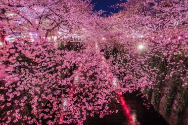 Meguro Nehri Gecesi Sakura (Nakameguro). Çekim yeri: Tokyo Meguro-ku