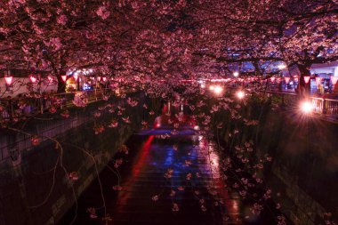 Meguro Nehri Gecesi Sakura (Nakameguro). Çekim yeri: Tokyo Meguro-ku