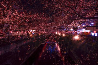 Meguro Nehri Gecesi Sakura (Nakameguro). Çekim yeri: Tokyo Meguro-ku