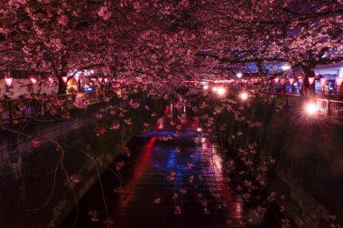 Meguro Nehri Gecesi Sakura (Nakameguro). Çekim yeri: Tokyo Meguro-ku