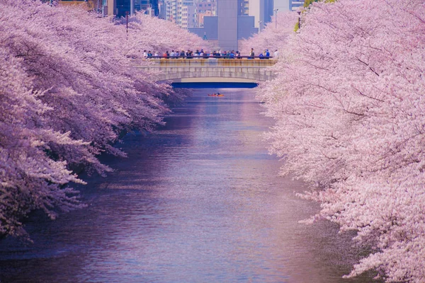 Meguro Nehri 'nde kiraz çiçekleri açar. Çekim yeri: Tokyo Meguro-ku