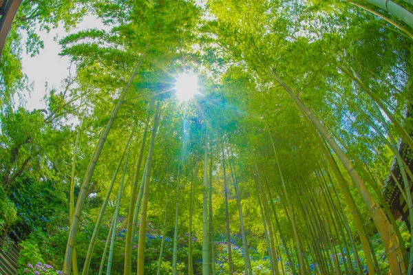 Bambu Ormanına Işık Yerleştirilmiş Çekim Yeri Kamakura Şehri Kanagawa Bölgesi — Stok fotoğraf