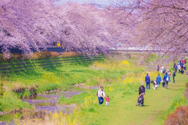 Nogawa Cereja Floresce Cidade Chofu Localização Tiroteio Tokyo Chofu City — Fotografia de Stock