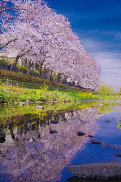 野川桜 調布市 撮影場所 東京調布市 — ストック写真