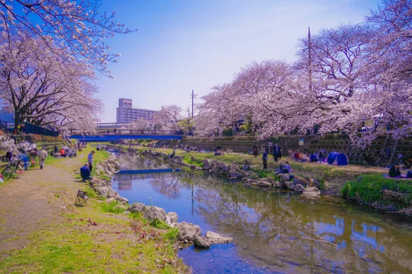 Fiori Ciliegio Nogawa Chofu City Luogo Delle Riprese Tokyo Chofu — Foto Stock