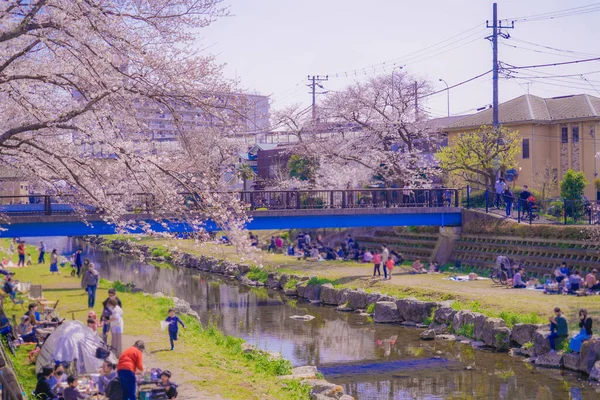 Fiori Ciliegio Nogawa Chofu City Luogo Delle Riprese Tokyo Chofu — Foto Stock