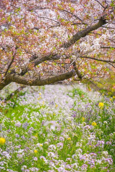 多摩川河川敷桜の木 撮影場所 東京都世田谷区 — ストック写真