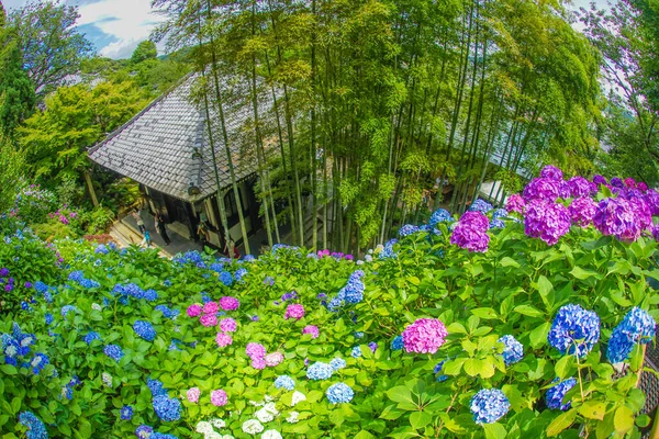 Ajisai Casa Japonesa Localização Tiroteio Kamakura City Kanagawa Prefecture — Fotografia de Stock