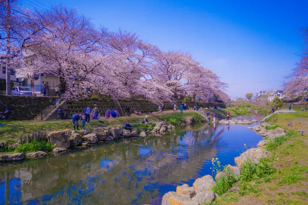 Fiori Ciliegio Nogawa Chofu City Luogo Delle Riprese Tokyo Chofu — Foto Stock