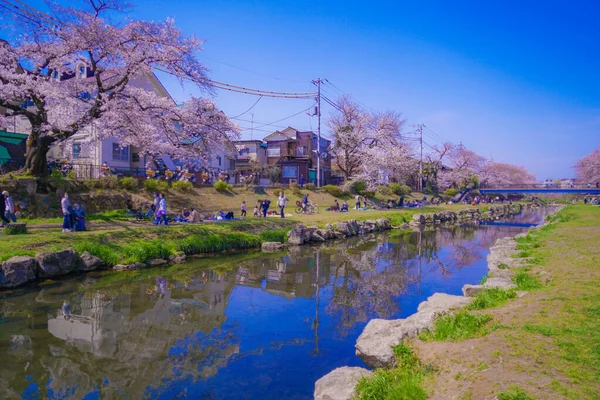 Fiori Ciliegio Nogawa Chofu City Luogo Delle Riprese Tokyo Chofu — Foto Stock