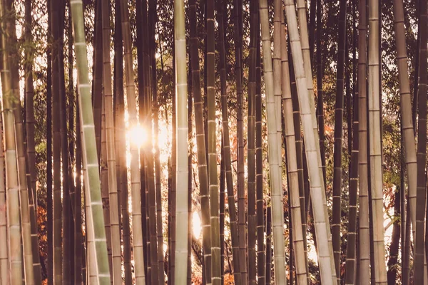 Bambu Ormanına Işık Yerleştirilmiş Çekim Yeri Kamakura Şehri Kanagawa Bölgesi — Stok fotoğraf