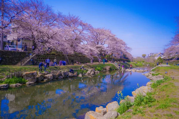 Άνθη Κερασιάς Nogawa Chofu City Τοποθεσία Τόκιο Chofu City — Φωτογραφία Αρχείου