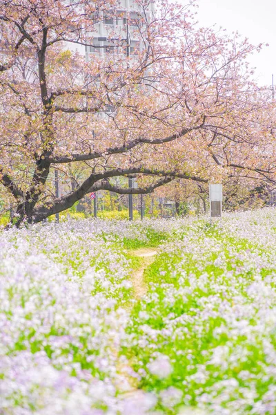 Rzeka Tama Koryto Rzeki Drzewa Wiśni Kwiat Rozmieszczenie Setagaya Tokio — Zdjęcie stockowe