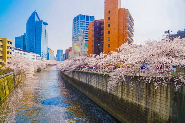 Les Cerisiers Fleurissent Dans Rivière Meguro Pleine Floraison Lieu Tournage — Photo