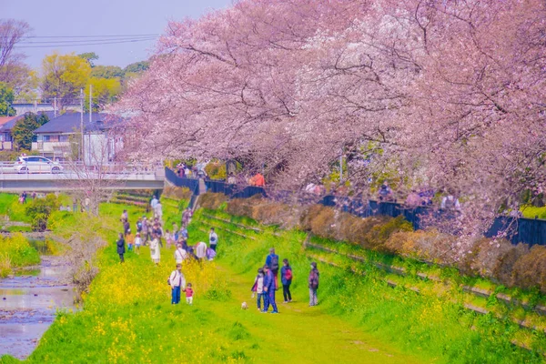 Fiori Ciliegio Nogawa Chofu City Luogo Delle Riprese Tokyo Chofu — Foto Stock