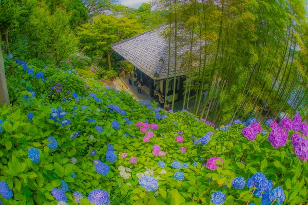 Ajisai Japans Huis Schietplaats Kamakura City Prefectuur Kanagawa — Stockfoto