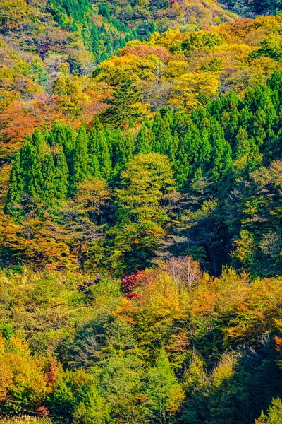 Okaw Čtyři Tisíce Podzimních Listů Umístění Střelby Prefektura Gunma — Stock fotografie
