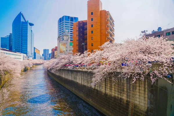 Meguro Nehri Nde Kiraz Çiçekleri Açar Çekim Yeri Tokyo Meguro — Stok fotoğraf