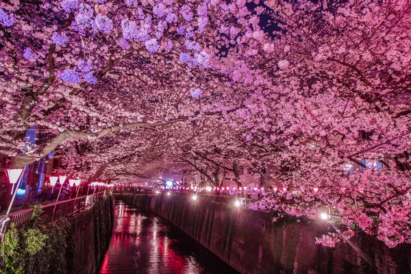 Нічний Сакура Річки Мегуро Накамегуро Shooting Location Tokyo Meguro — стокове фото