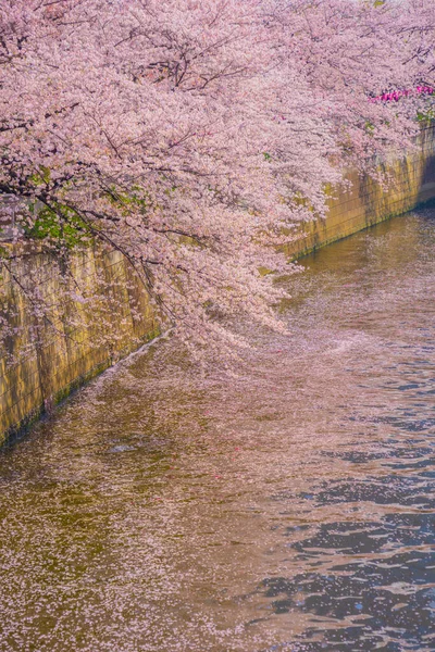 Квіти Вишневого Цвіту Річці Мегуро Повному Розквіті Shooting Location Tokyo — стокове фото