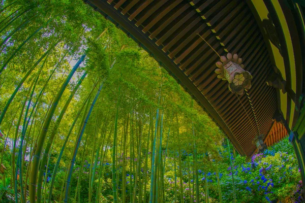 Luz Inserida Floresta Bambu Localização Tiroteio Kamakura City Kanagawa Prefecture — Fotografia de Stock