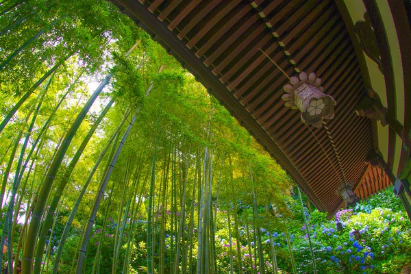 Lys Inn Bambusskogen Skytested Kamakura City Kanagawa Prefektur – stockfoto