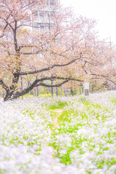 多摩川河川敷桜の木 撮影場所 東京都世田谷区 — ストック写真