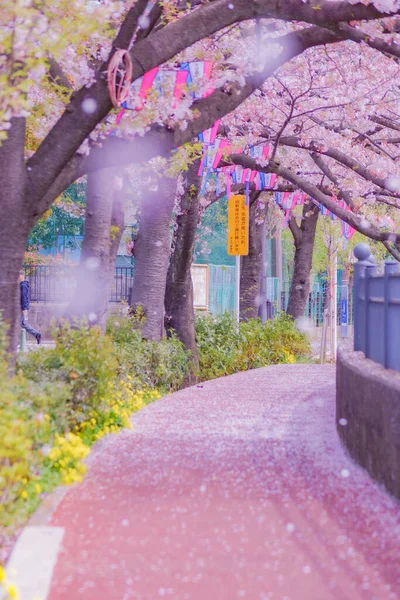 Promenádní Jaro Ookigawa Místo Střelby Yokohama City Minami Ward — Stock fotografie