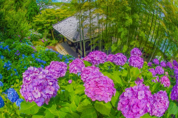 Ajisai Och Japanska Huset Fotografering Plats Kamakura City Kanagawa Län — Stockfoto