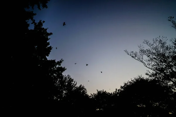 夕暮れ時に空を飛ぶカラス 撮影場所 東京都足立区 — ストック写真