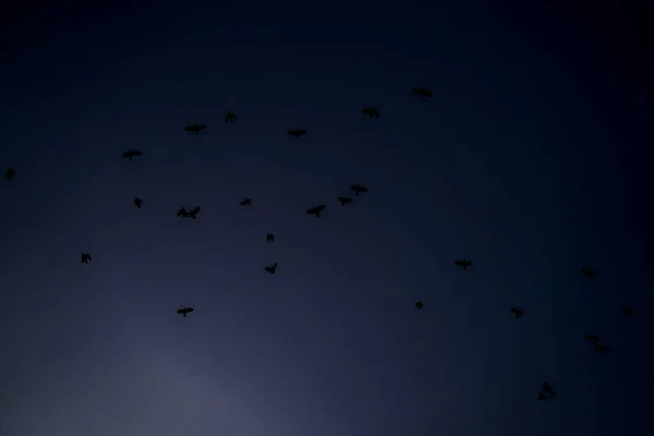 夕暮れ時に空を飛ぶカラス 撮影場所 東京都足立区 — ストック写真