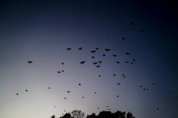 夕暮れ時に空を飛ぶカラス 撮影場所 東京都足立区 — ストック写真