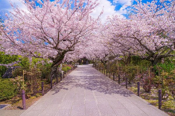 Körsbär Blommar Full Blom Junkong Templet Fotografering Plats Kamakura City — Stockfoto