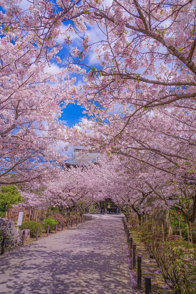 Körsbär Blommar Full Blom Junkong Templet Fotografering Plats Kamakura City — Stockfoto