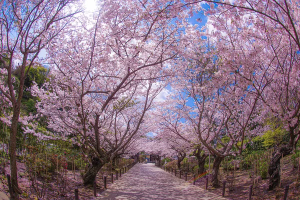 Άνθη Κερασιάς Πλήρη Άνθιση Του Ναού Junkong Τοποθεσία Πόλη Kamakura — Φωτογραφία Αρχείου