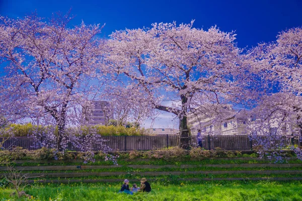 Chofu Fiori Ciliegio Sbocciano Nogawa Luogo Delle Riprese Area Metropolitana — Foto Stock