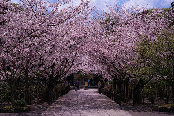 Třešňové Květy Plném Rozkvětu Junkongského Chrámu Místo Střelby Kamakura City — Stock fotografie