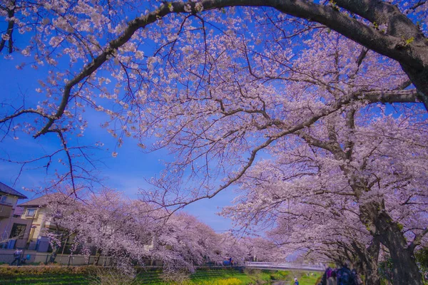 Chofu Cseresznyevirág Virágzik Nogawában Lövöldözés Helyszín Tokió Nagyvárosi Területe — Stock Fotó