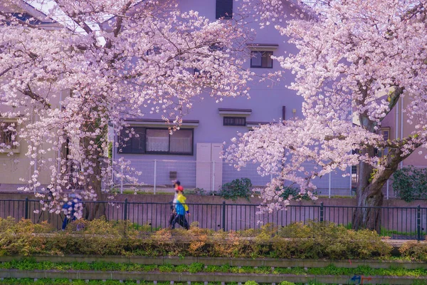 Chofu Kwiaty Wiśni Kwitnące Nogawie Strzelanie Lokalizacja Tokio Metropolii — Zdjęcie stockowe
