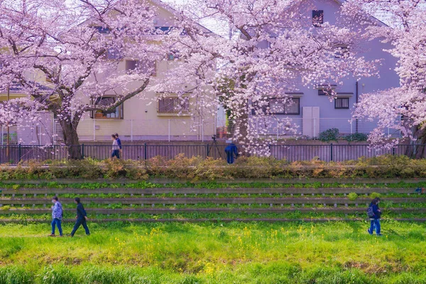 Chofu Nogawa的樱花盛开 射击地点 东京大都市地区 — 图库照片